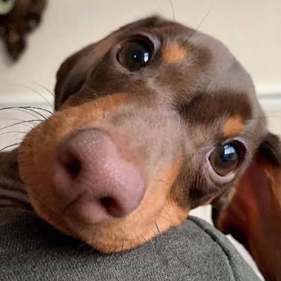 bonxette